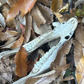 骨が沢山！🤣🐗の所を彷徨い、、、笑