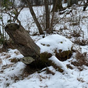 守屋山水呑場山荘に戻ってきたら、かめさんも🐢