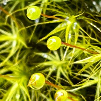 タマゴケは、目玉に見えるあれです👁️

実はこれはコケではなくて七面大明神さんが参詣者を見守る見守りカメラかも、と思ったり😆
（私、不思議ちゃんモード全開ですが、七面山はそういう不思議な信仰の山なのです🙏）