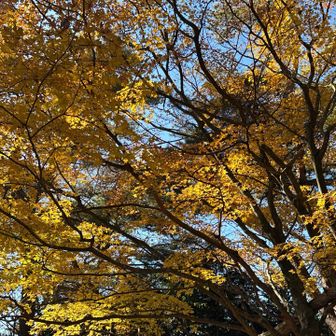 黃葉もみじ