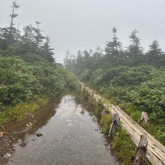 湿地帯がガスで幻想的