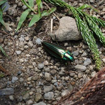 タマムシ、縦にとんできたよ