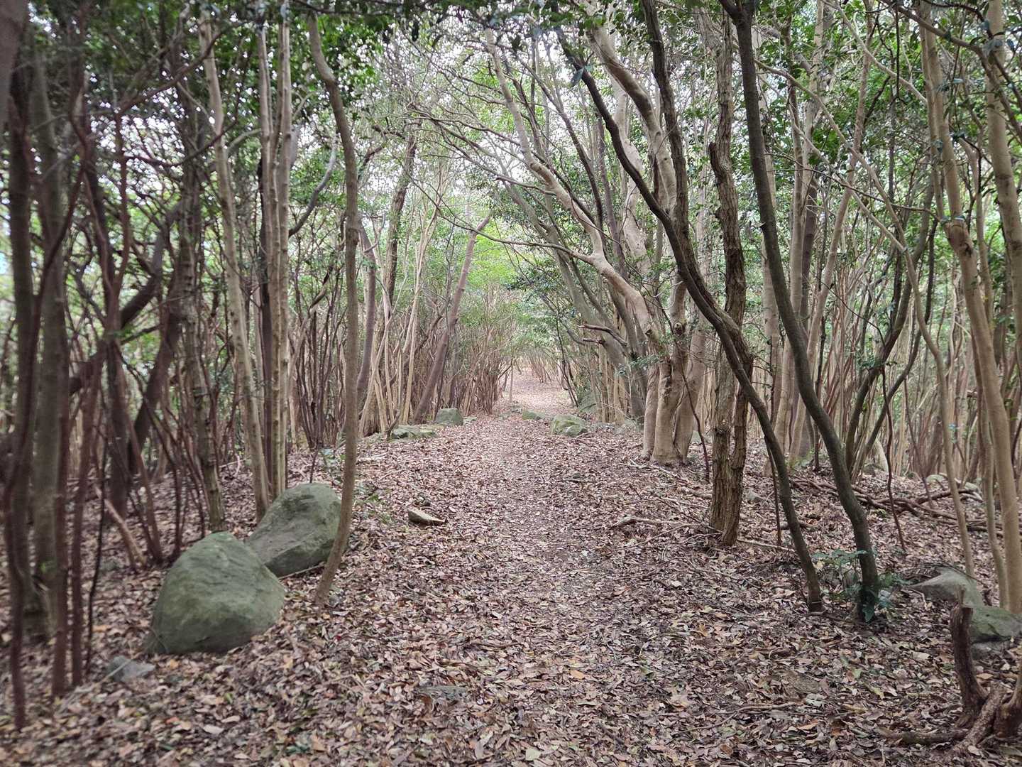 ずっといい登山道