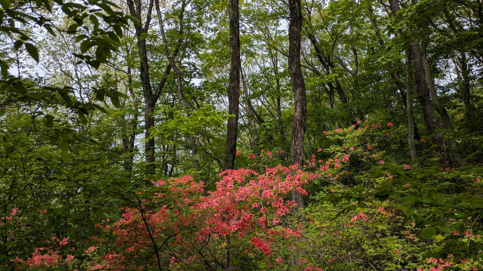木幡山-羽山 往復コースの写真