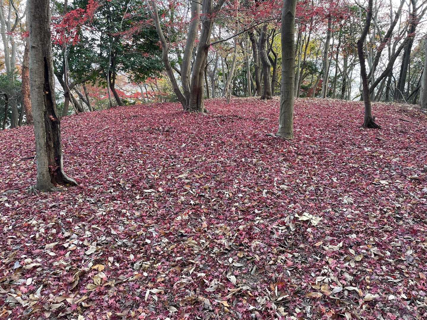 権現山 往復コースの写真