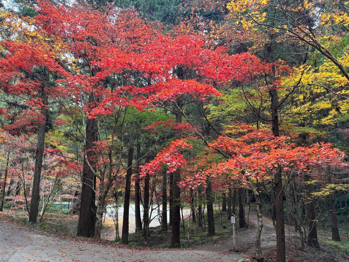 本宮山 往復コースの写真
