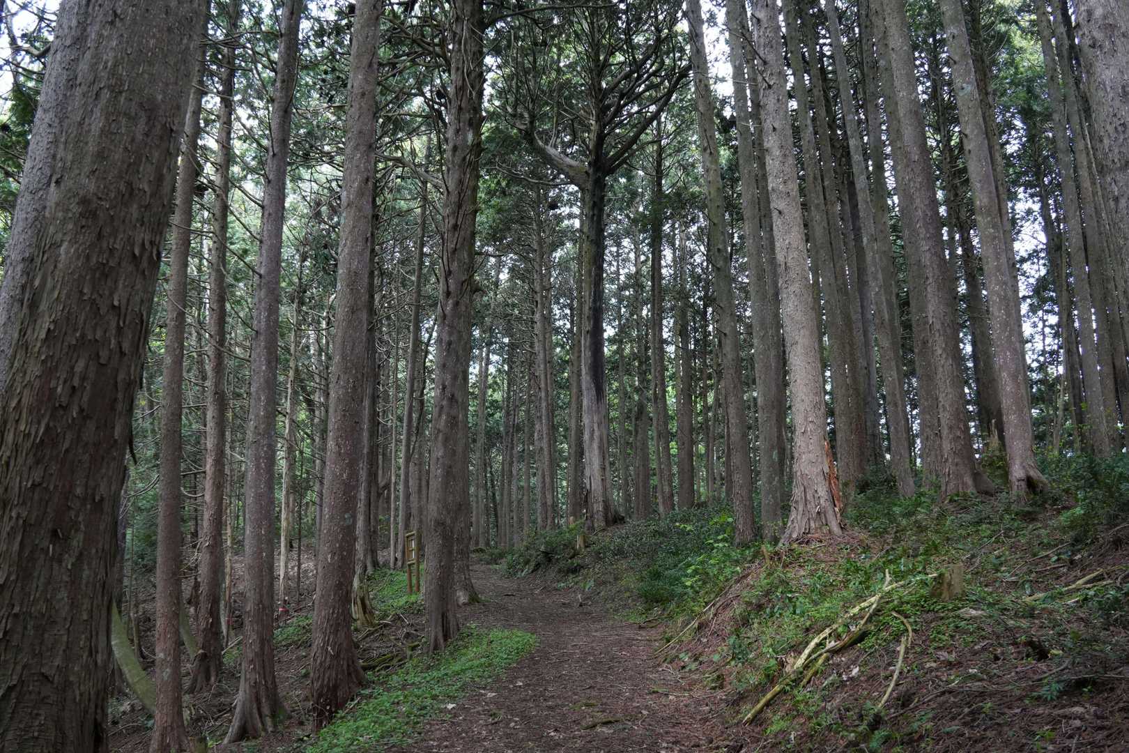 眺望山東口-オドリヒバ-眺望山-眺望山西口-眺望山中央口 周回コースの写真