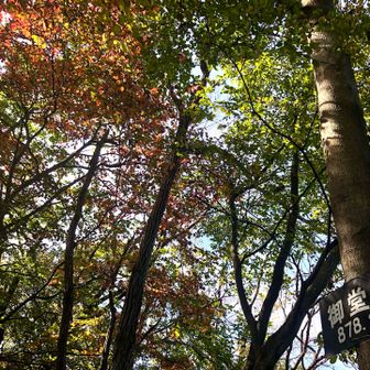 見上げると少し紅葉