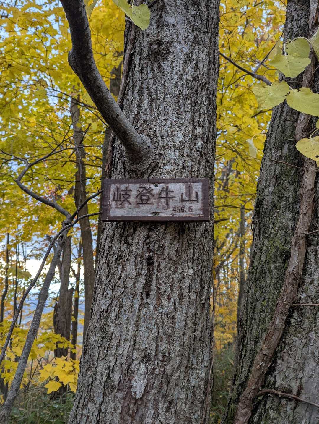 岐登牛山登頂🙌