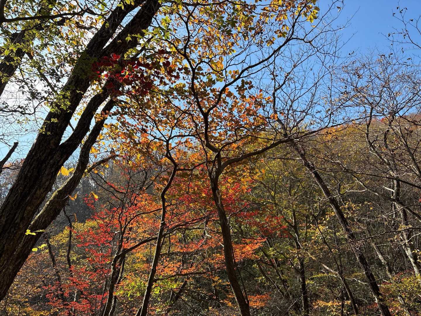 紅葉🍁