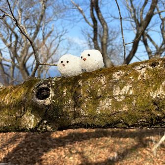 日陰にあった雪で “雪シマエナガ”を作ってみた

ザラメ雪だったので、なかなか固まらなくて苦労した💦

(新雪だったらよかったんだけど)