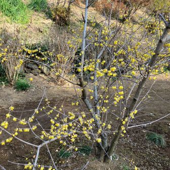 ローバイ！　蝋梅？　字は分からず