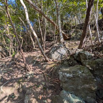 登りだしから急登。