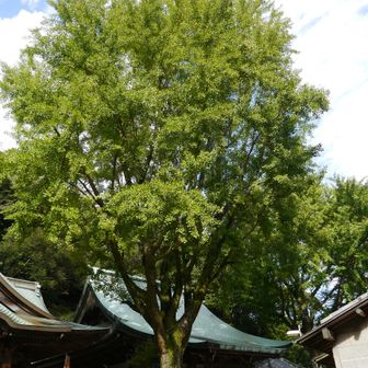 大龍寺のイチョウ　黄色くなるのが楽しみ