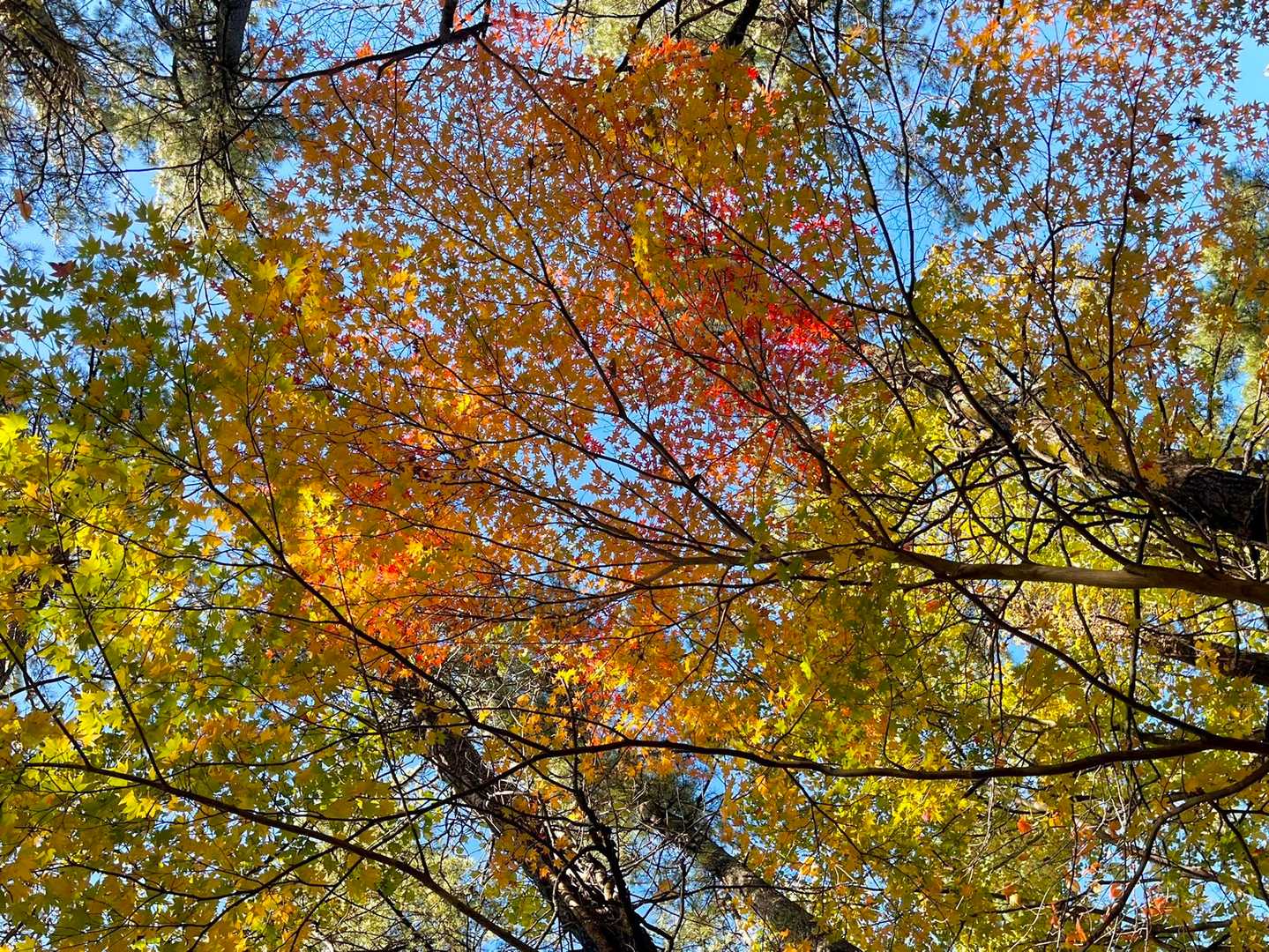 下の方はまだまだ紅葉が楽しめます🍁