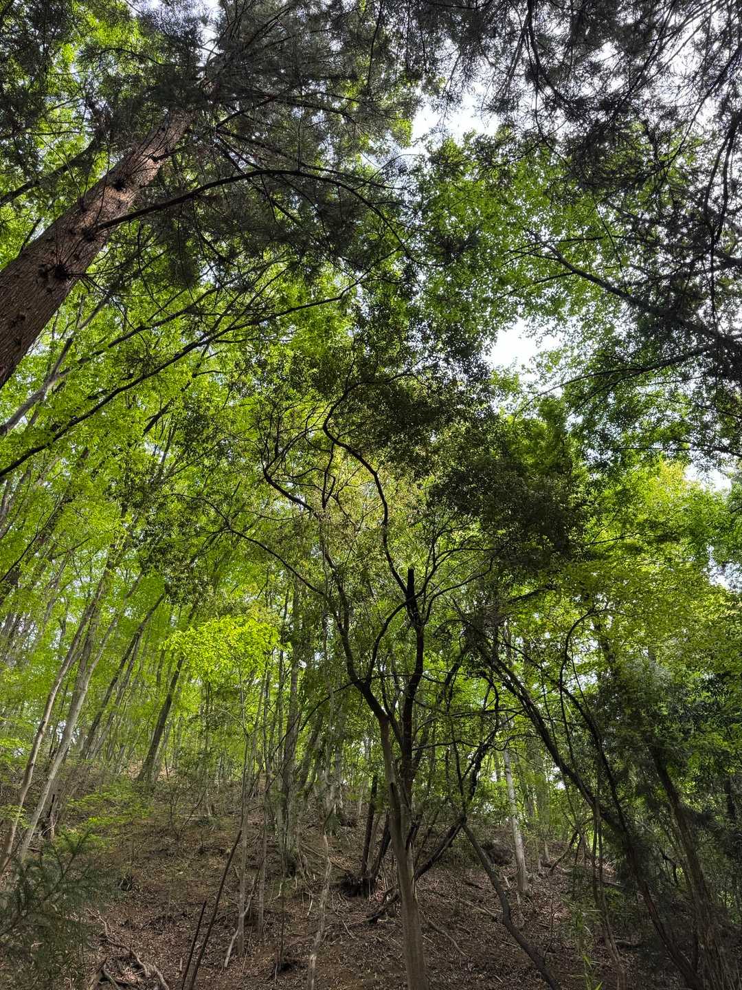 牛伏山 周回コースの写真
