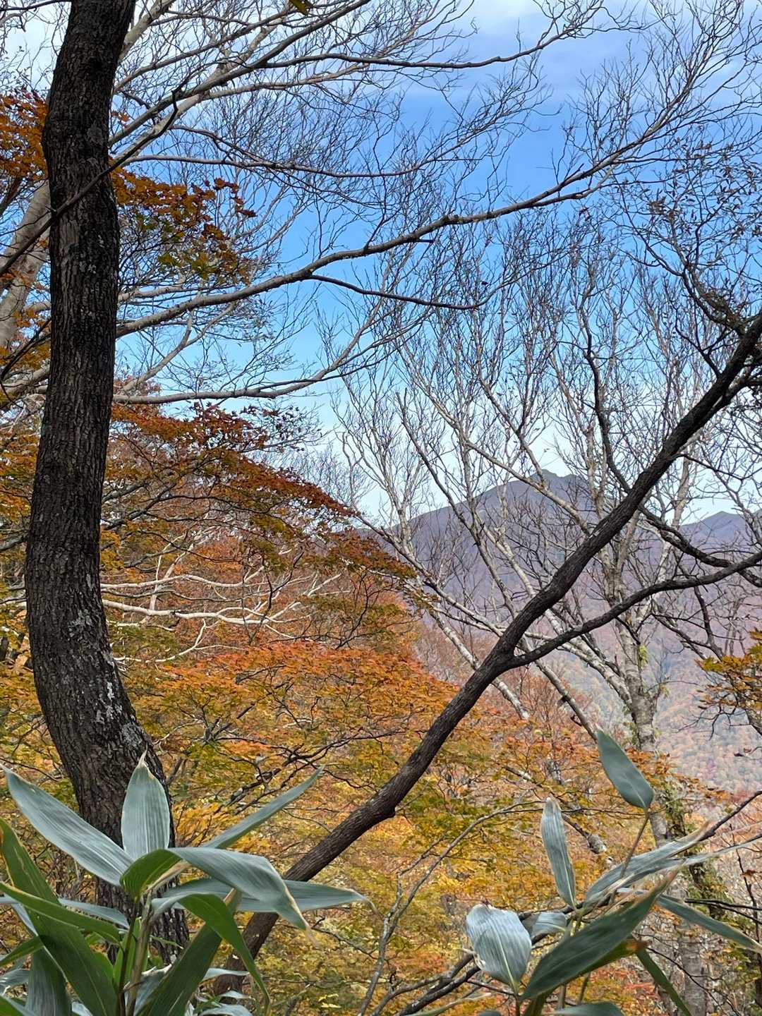 名号峰 往復コースの写真