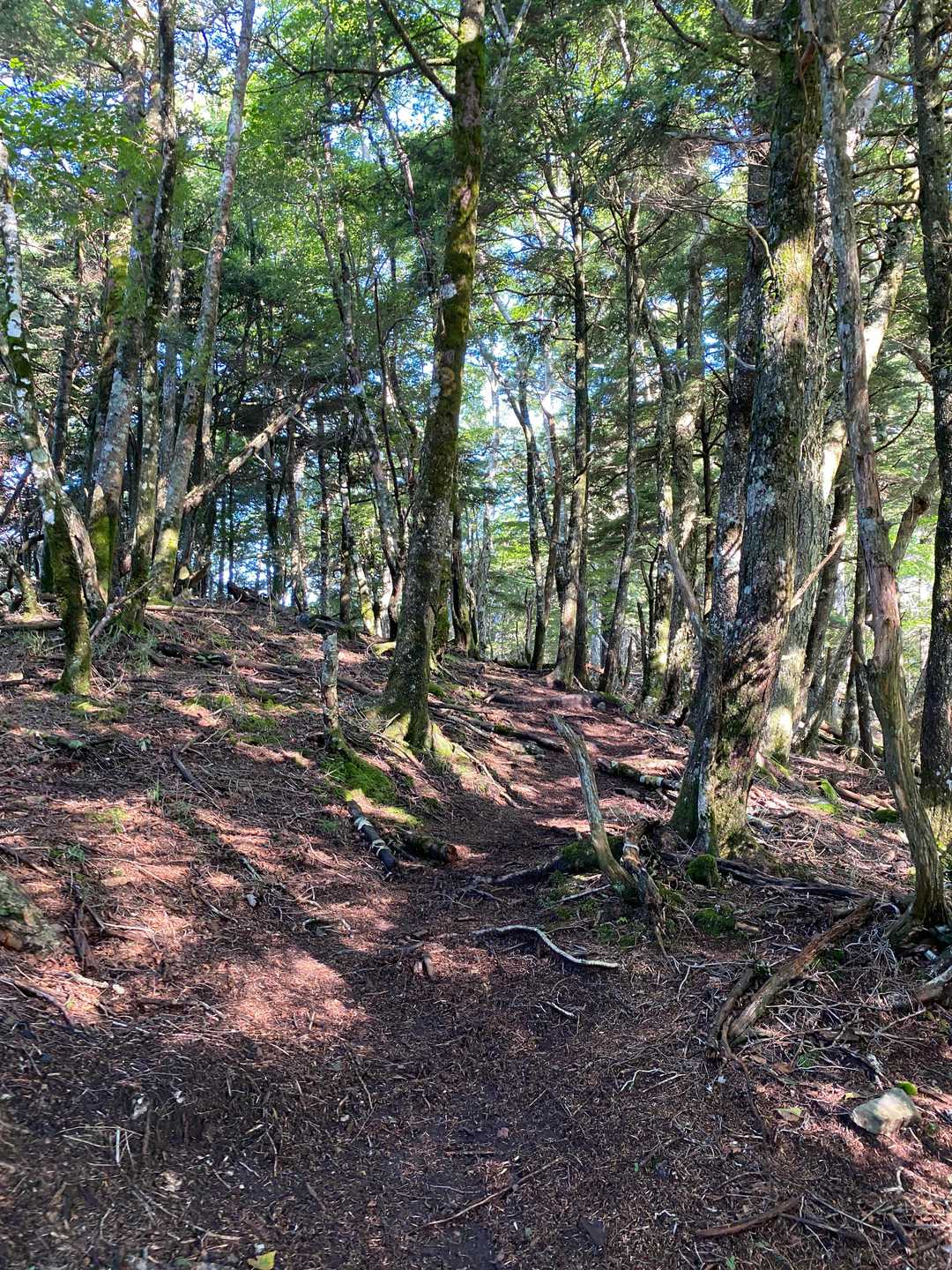 虫はずっと付きまとう
結果、全行程でいた
帽子のネットと虫除け必須だった😵