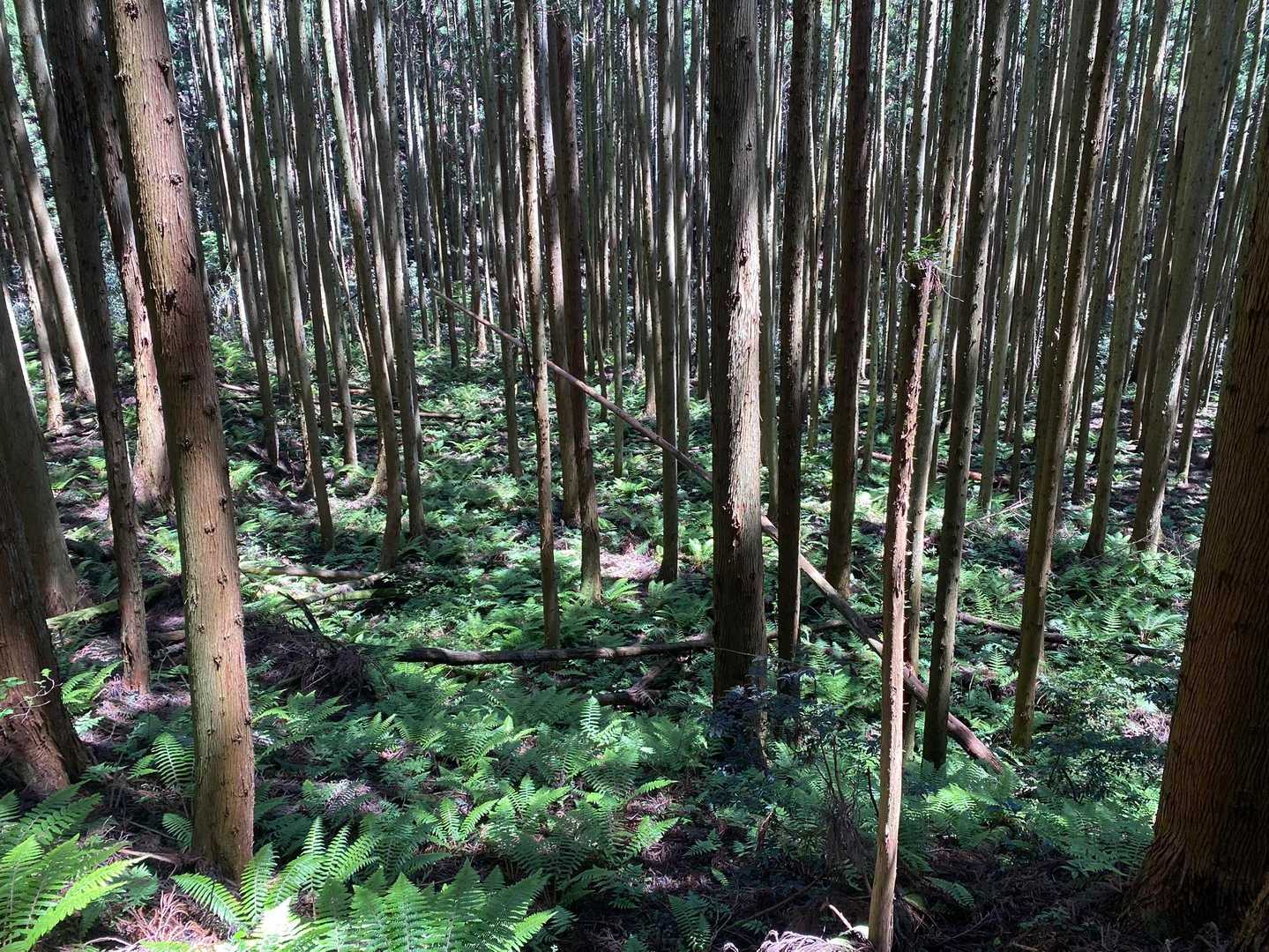 シダに覆われた植林帯を左に見ながらひたすら降りて行きます。