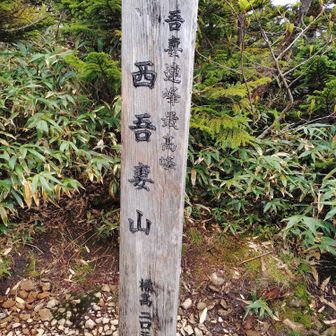 景観なし。本当の山頂へは行けない