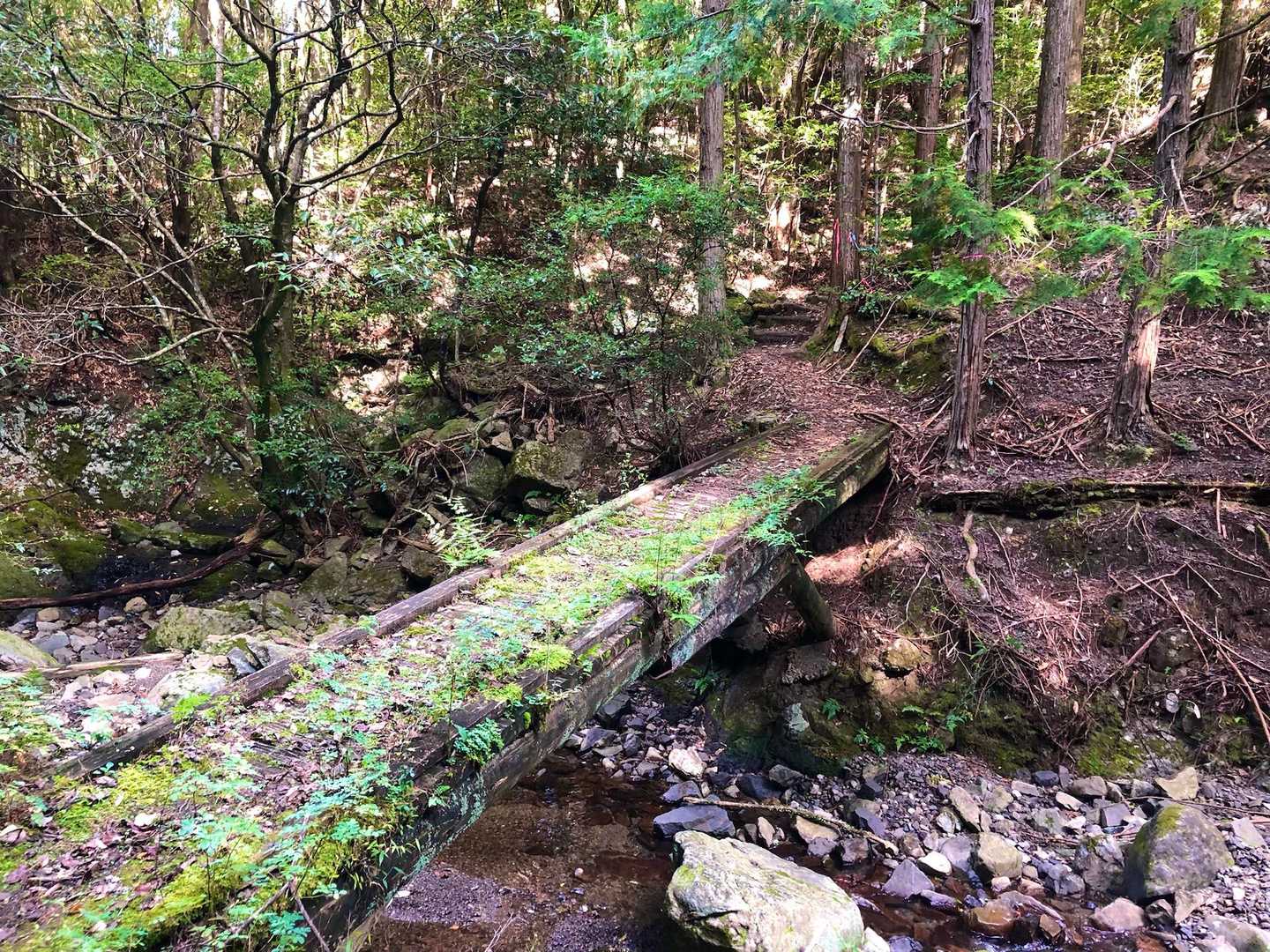 舗装路を20分程歩き 登山道がありました🚶

この橋を渡る