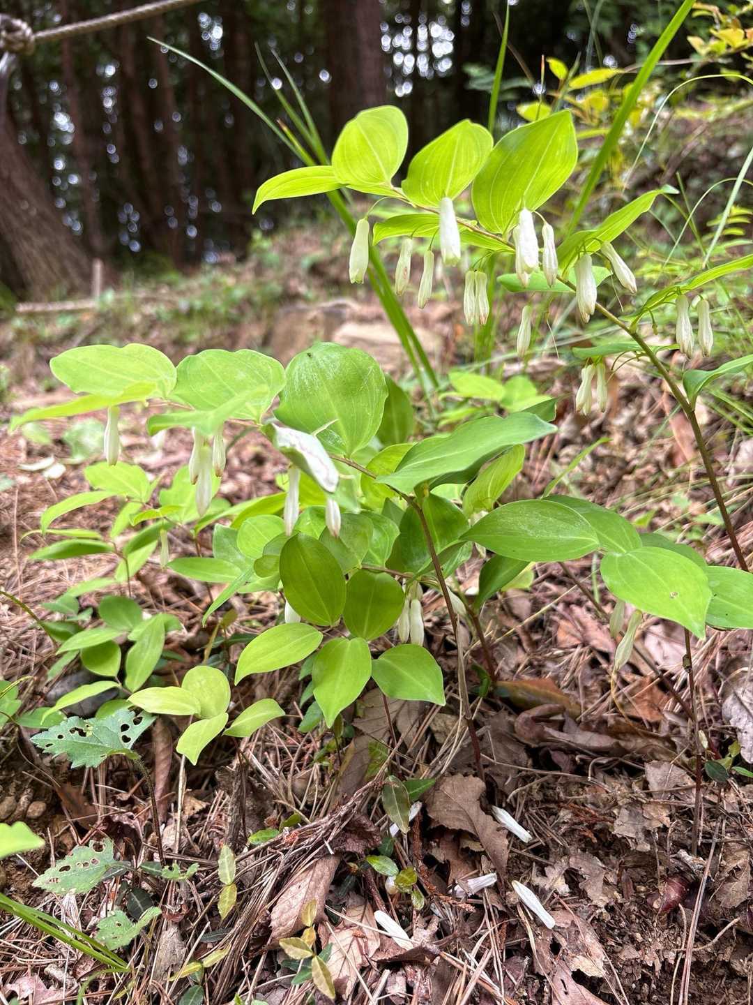 奥浜名自然歩道入口-富幕山 往復コースの写真