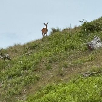🦌の大群いました