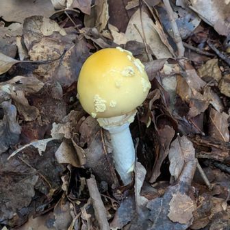 タマゴタケみたいに艶々🟡