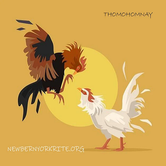 thomohomnay TRỰC TIẾP ĐÁ GÀ THOMO