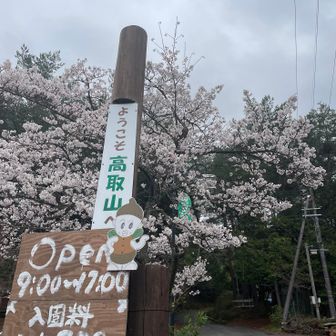満開のさくらがお出迎え🌸
入園料200円
