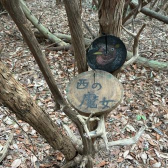 西の魔女🧙‍♀️良いですね♪