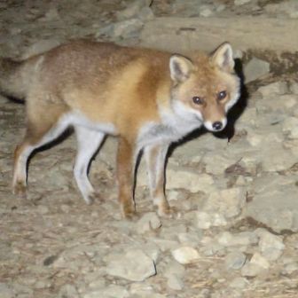 堀山の家にキツネいた。
全然逃げない。
丹沢で見かけるのはものすごく珍しいらしい。