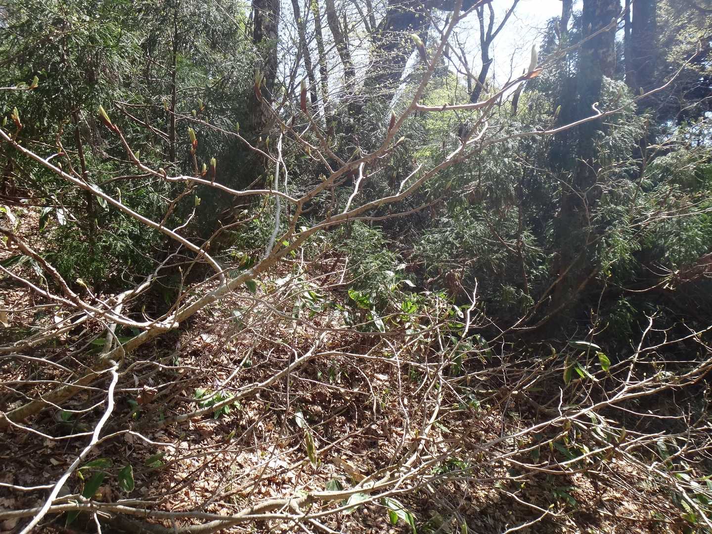 山口県の絶滅危惧種のオオヤマレンゲの木