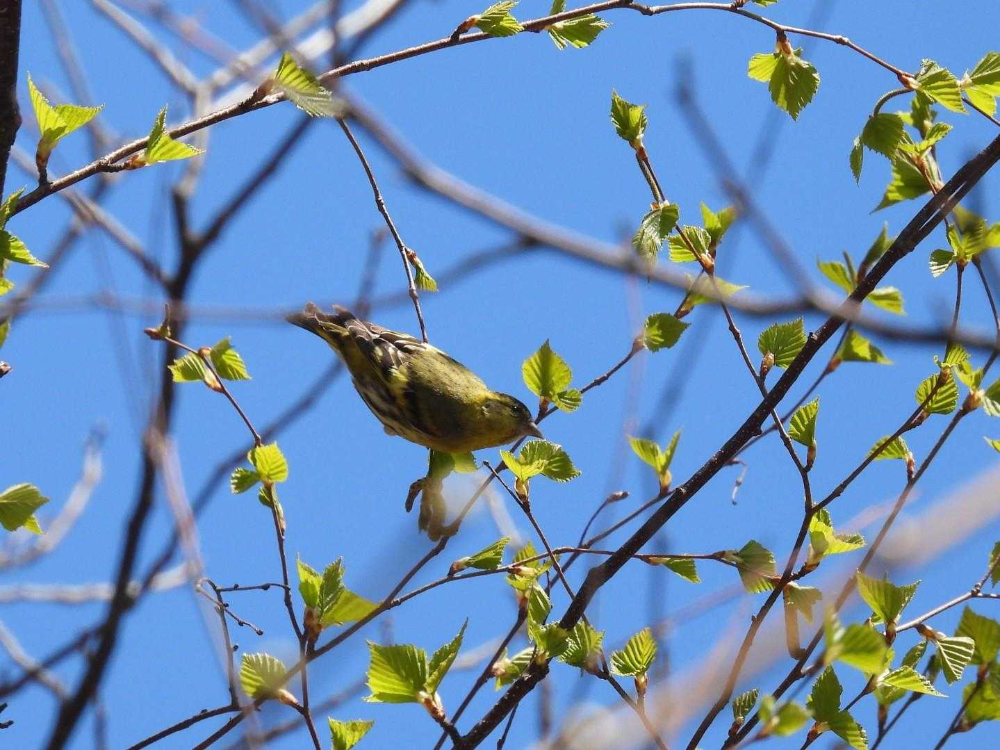 高い木に
マヒワが👀