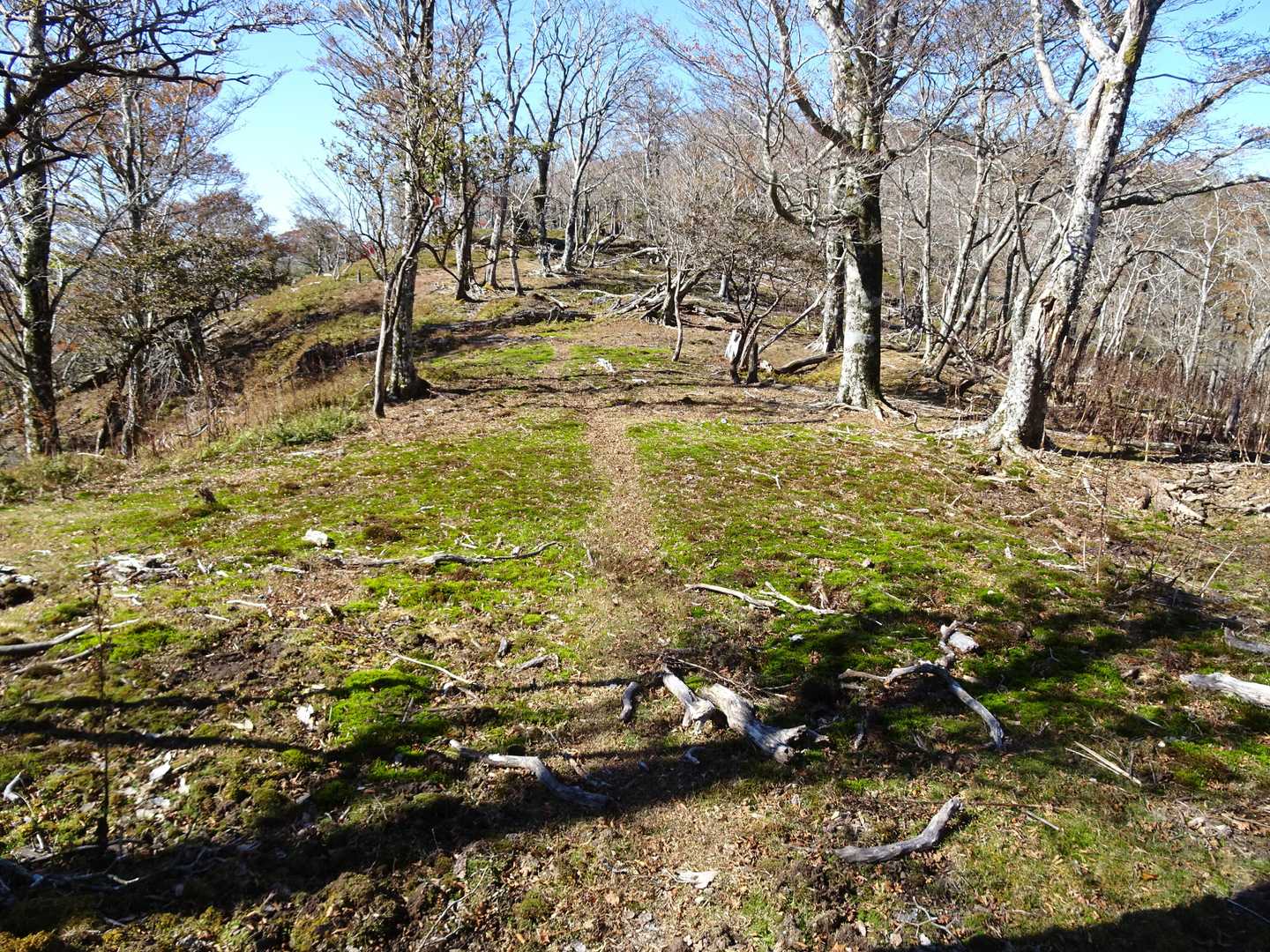 南山犬切との鞍部の平坦地。ここで昼食です。