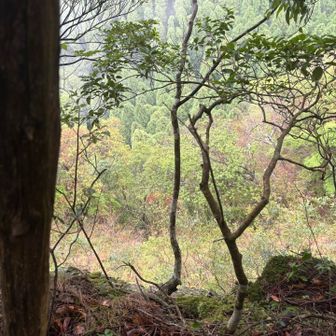 写真ではわかりにくいですが白岳への尾根上は絶壁です😱