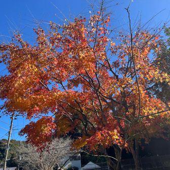 またまた舗装路へ。紅葉やお寺、豪邸のお庭など、見どころに事欠かない鎌倉の高級住宅街。