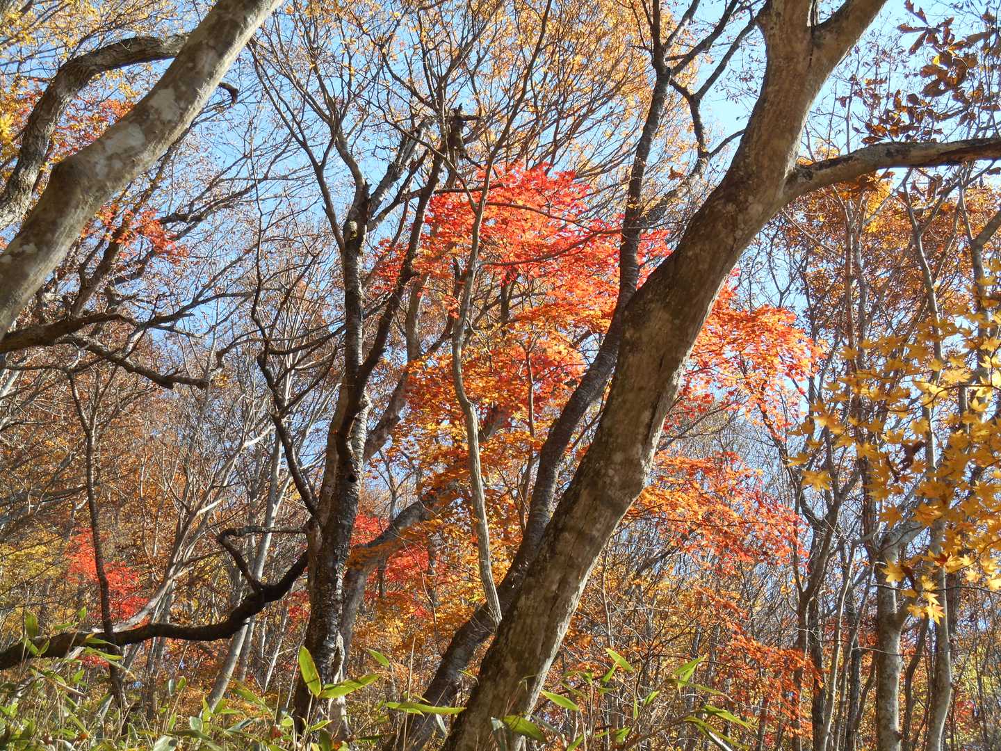 石切場跡から先は色鮮やかな紅葉を楽しみながら登っています。
足元の注意を忘れそう!(^^;)