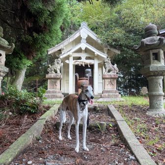 犬種は何？とよく聞かれますが、今日は「こんなに痩せている犬を山登りなんかさせていいのか！」でした。標準体重です💦