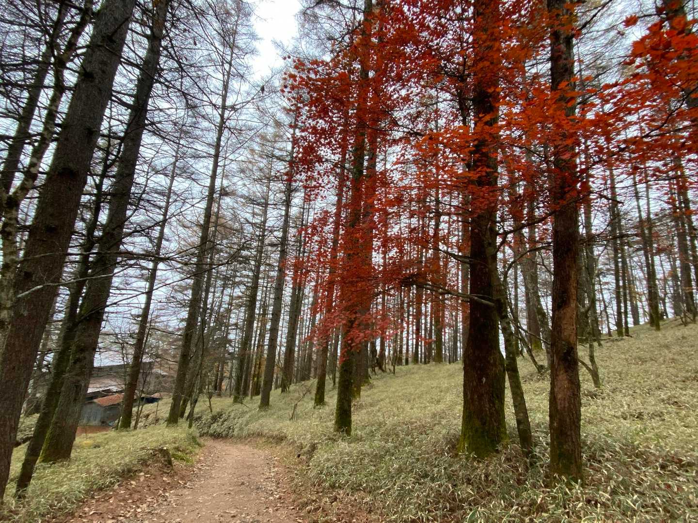 大菩薩嶺往復 | 富士山・南アルプスの大絶景に稜線歩き。初心者日帰りおすすめの写真