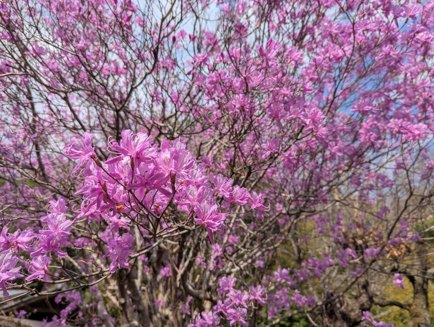 上真木バス停-大神社-お伊勢山-花咲山登山口-花咲山-叉平 縦走コースの写真