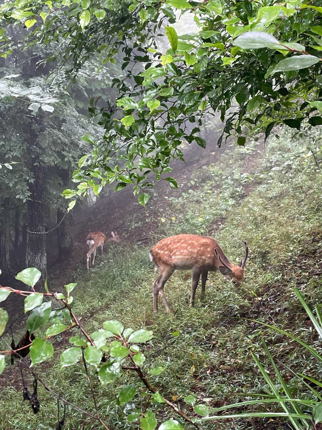 武甲山 周回コースの写真