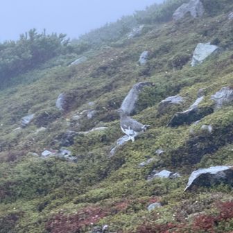 裏旭岳のピークに標識は無かったけど、雷鳥がお出迎え🐦