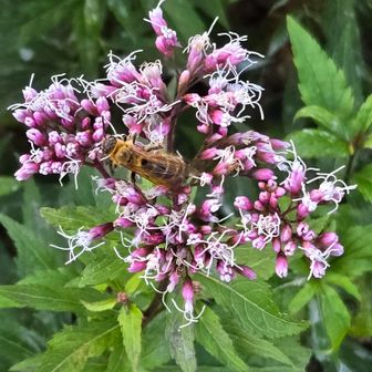 開いたお花には蜂さんがお食事中