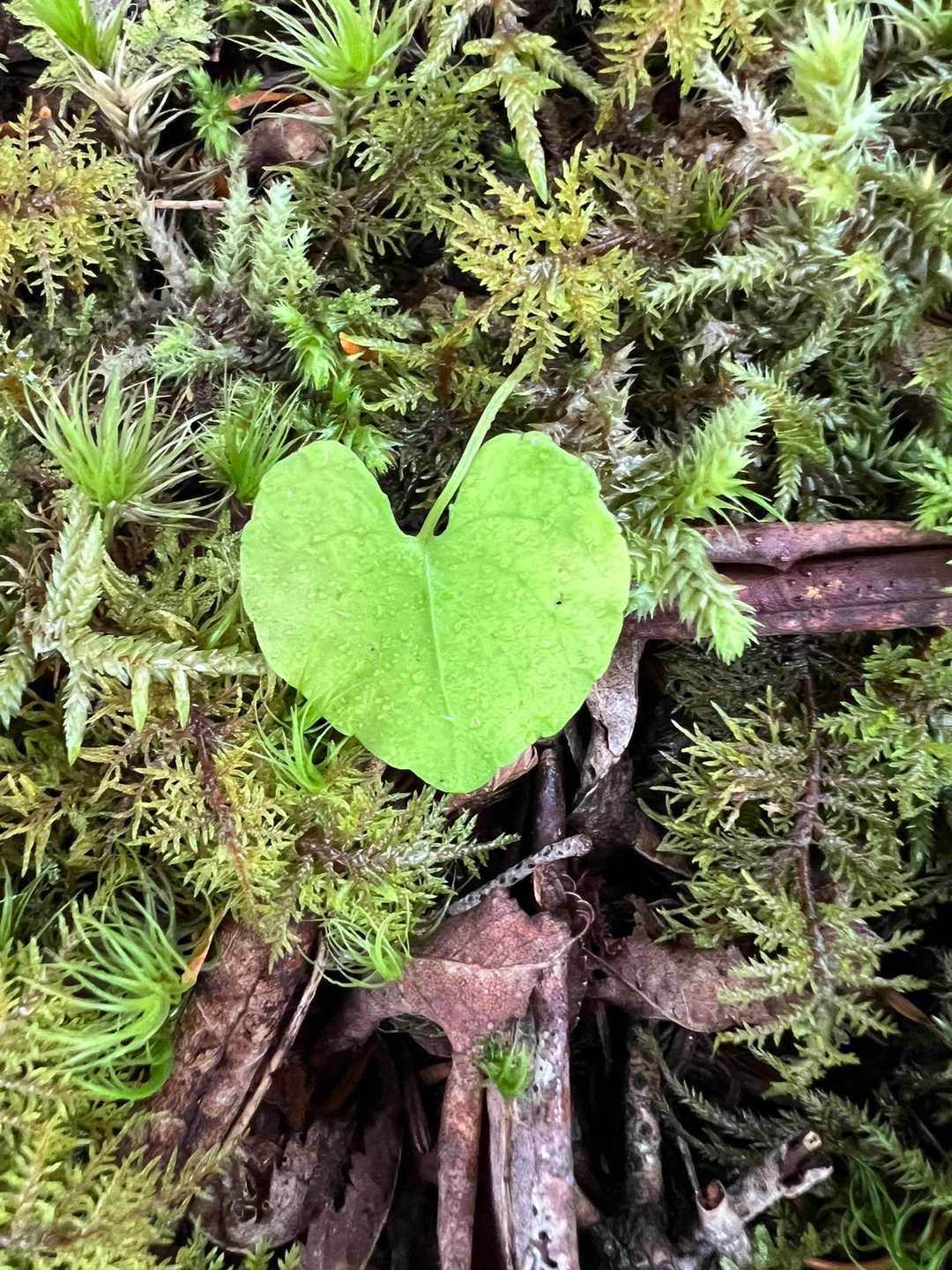 💚