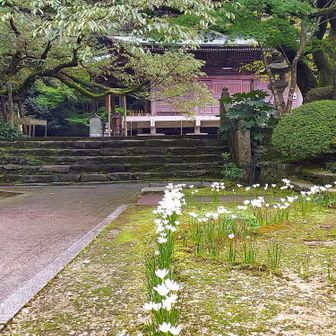 玉すだれ咲く境内