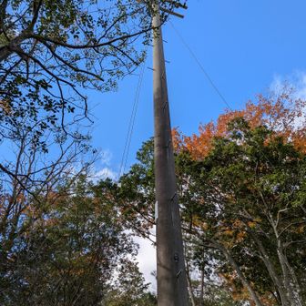 天狗松下りに、えらいきれいな木やなぁ〜思うたら電柱やった🤭