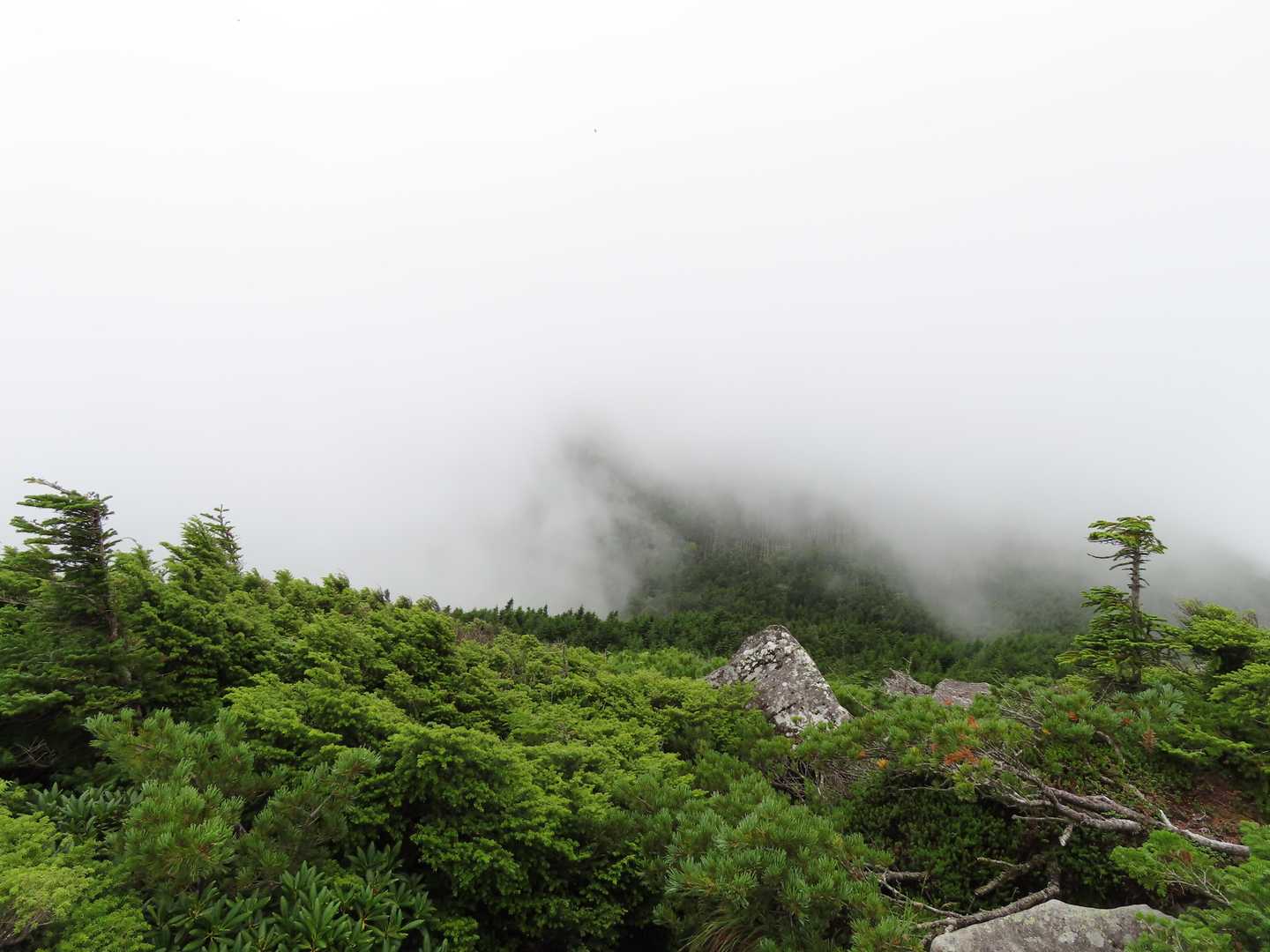 麦草峠-大石峠-中小場-茶臼山-縞枯山-雨池峠 周回コースの写真