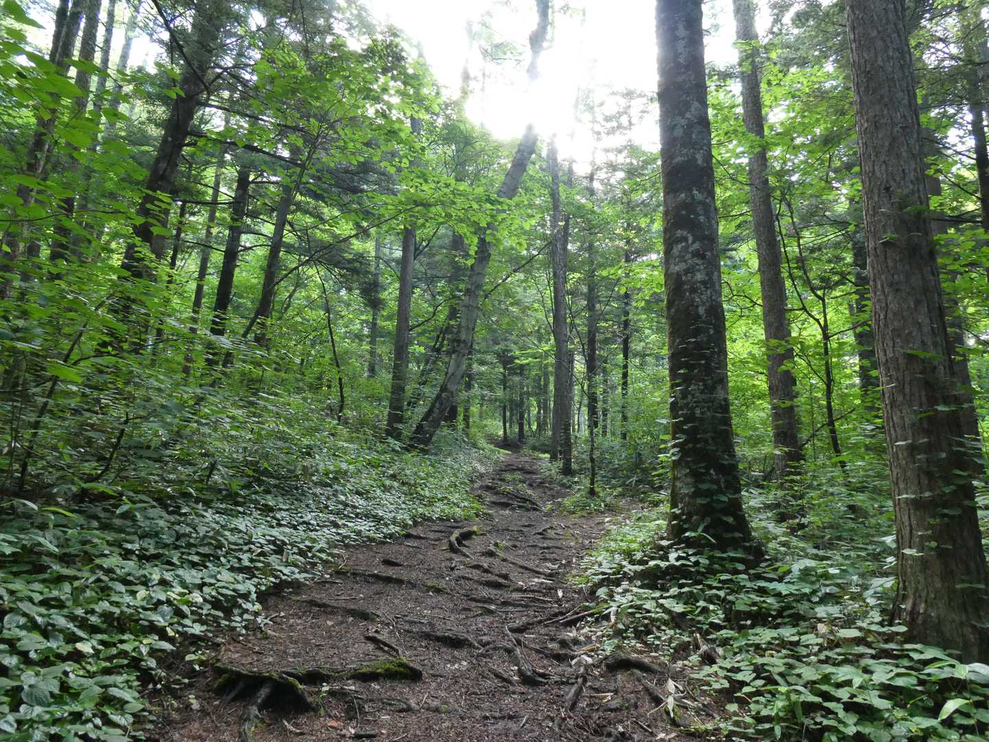 飯縄山 往復コースの写真