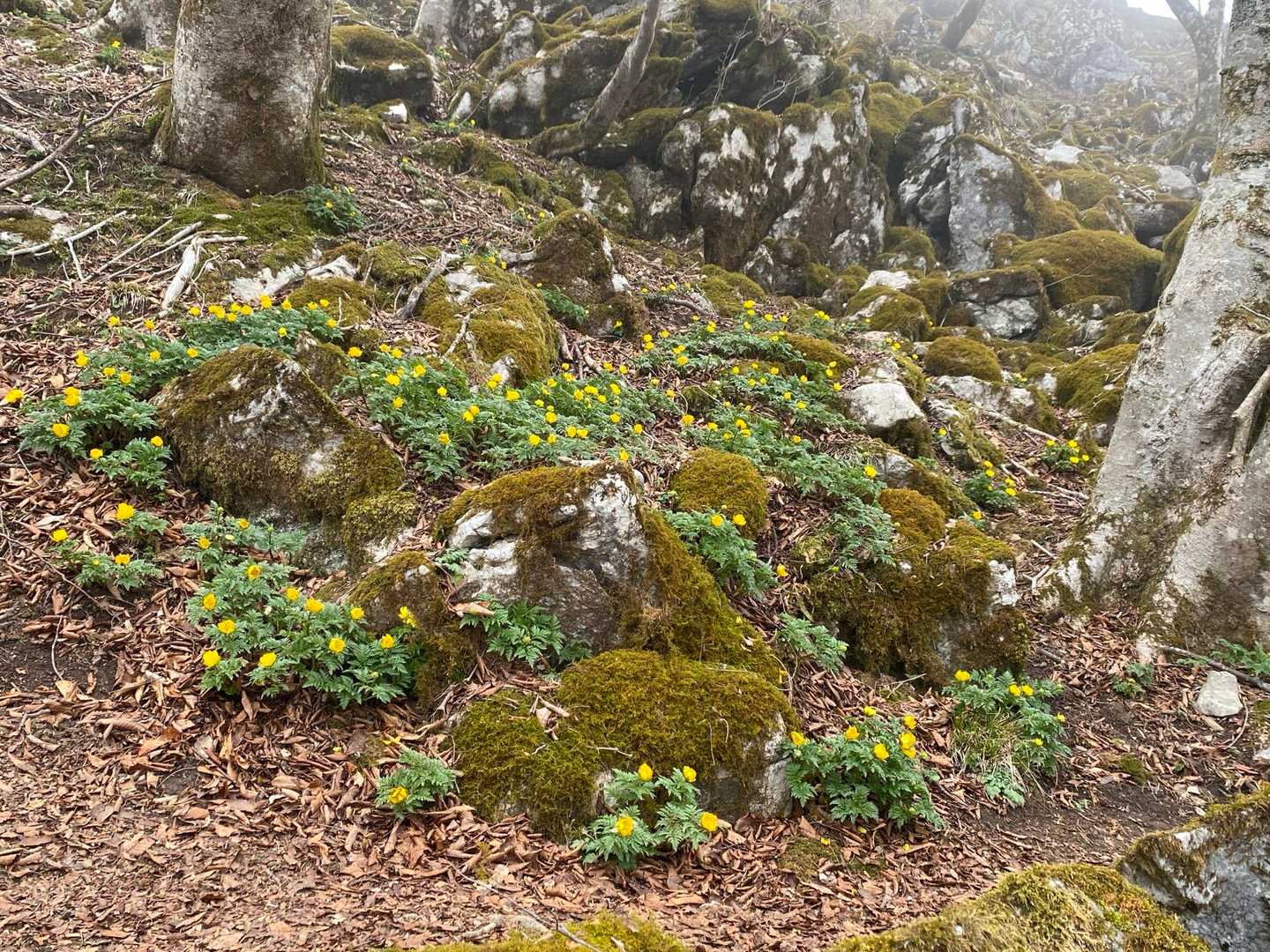 鍋尻山登山口-鍋尻山-岳の畑 往復コースの写真